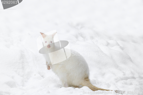 Image of Red-necked Wallaby in snowy winter