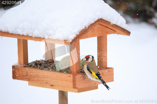 Image of European goldfinch in simple bird feeder