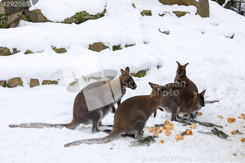 Image of Red-necked Wallaby in snowy winter