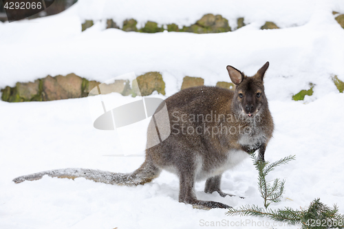 Image of Red-necked Wallaby in snowy winter