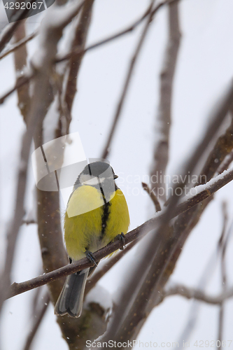 Image of beautiful small bird great tit in winter