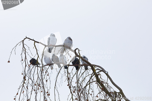 Image of pigeons sitting on the branch in winter