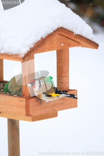 Image of European goldfinch in simple bird feeder