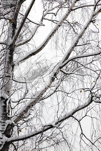 Image of trees under snow