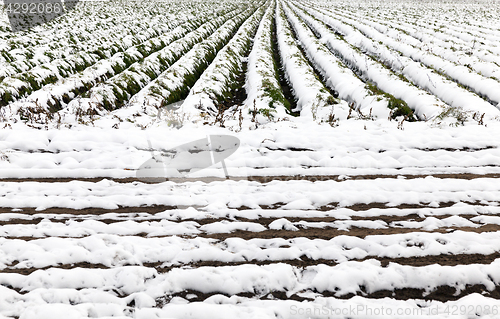 Image of carrot harvest in the snow