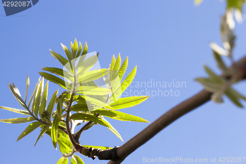 Image of green leaves of mountain ash