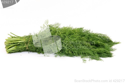 Image of dill isolated