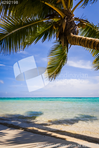 Image of Paradise tropical beach and lagoon in Moorea Island