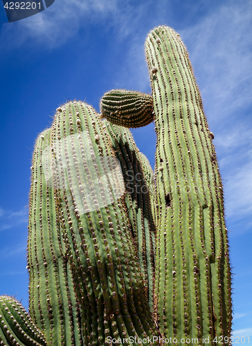 Image of Giant Cactus