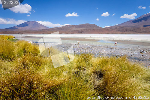 Image of Laguna Honda in sud Lipez Altiplano reserva, Bolivia