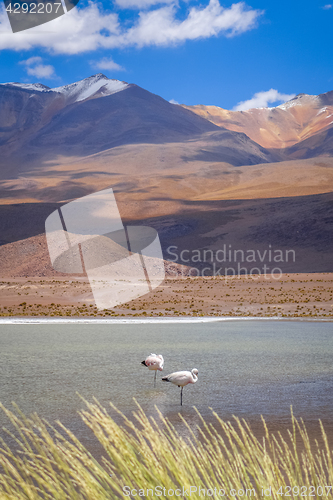 Image of Pink flamingos in altiplano laguna, sud Lipez reserva, Bolivia