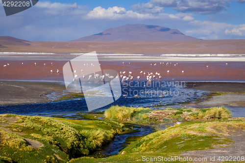 Image of Laguna colorada in sud Lipez Altiplano reserva, Bolivia