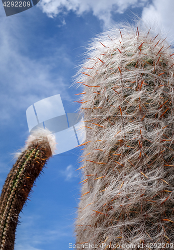 Image of Hairy Cactus in the desert