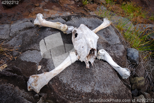 Image of Horse skull and bones