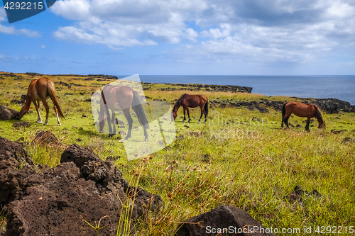 Image of Horses on easter island cliffs