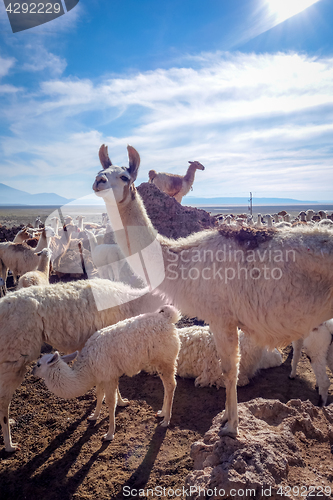 Image of Lamas herd in Bolivia