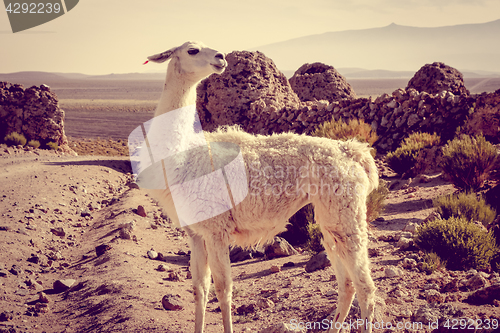 Image of Lamas herd in Bolivia