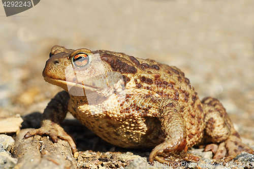 Image of female common brown toad close up