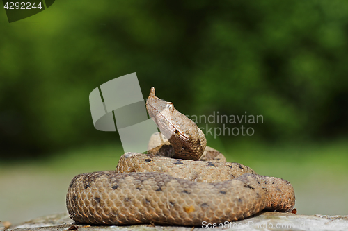 Image of large female nose nosed viper on rock