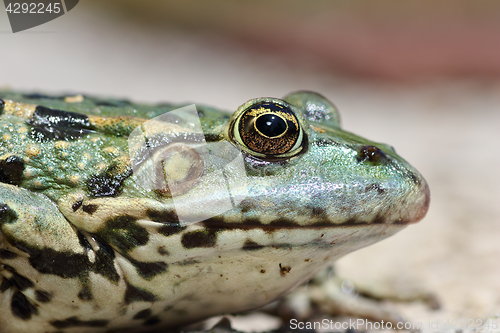 Image of profile view of marsh frog head