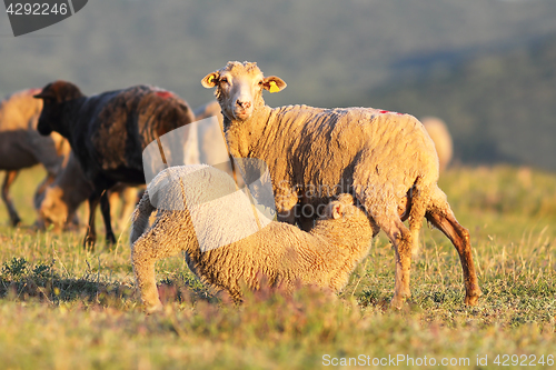 Image of sheep feeding her youngster