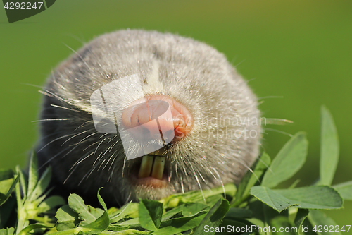 Image of portrait of lesser mole rat