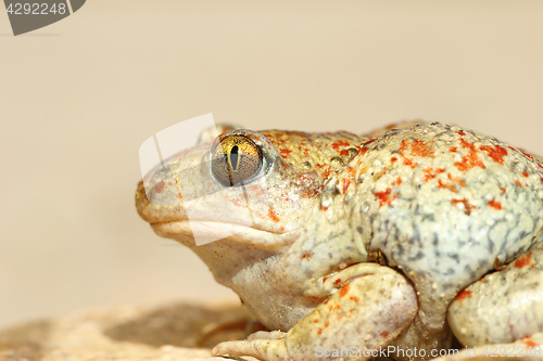Image of colorful garlic toad close up