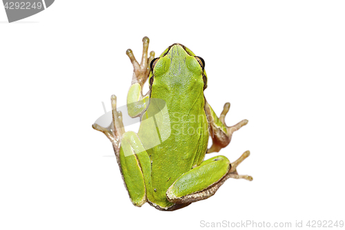 Image of isolated cute european tree frog