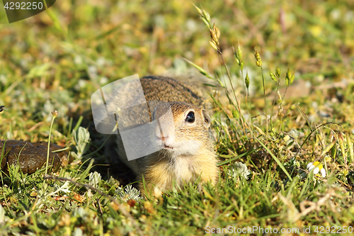Image of curious juvenile ground squirrel