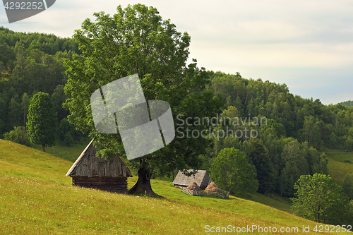 Image of romanian mountain meadow