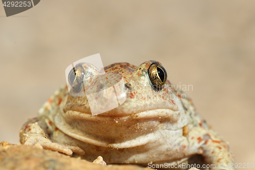 Image of portrait of cute spadefoot toad