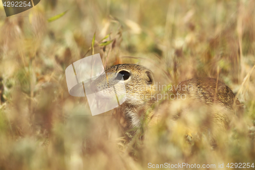 Image of european ground squirrel hiding in the grass