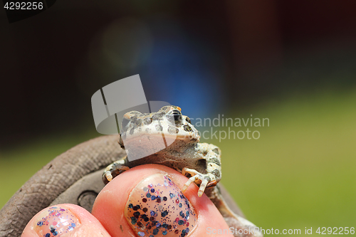 Image of cute green toad on woman foot