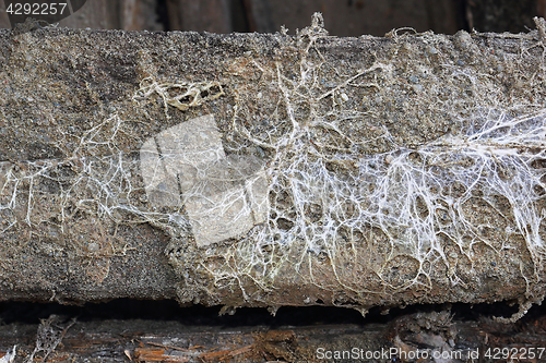 Image of fungus attack on wooden beam