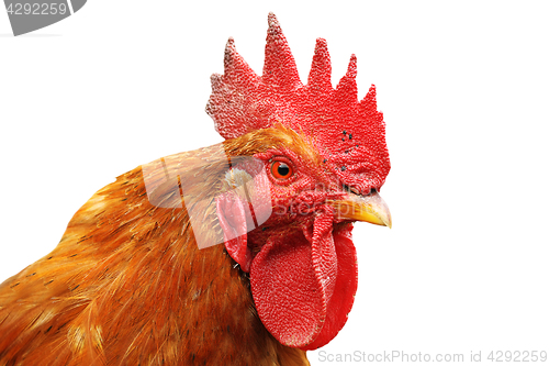 Image of isolated portrait of colorful rooster