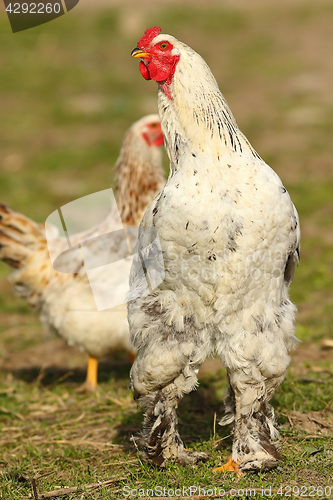 Image of proud rooster in the farm yard