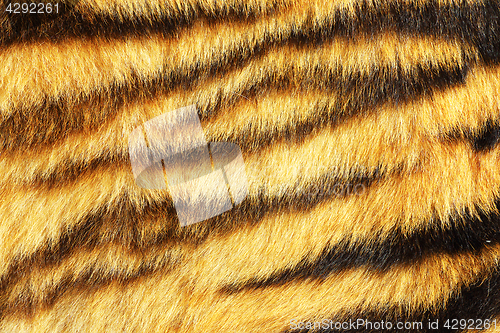 Image of tiger stripes on real animal leather