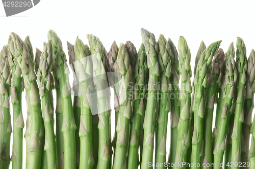 Image of Asparagus isolated on white background
