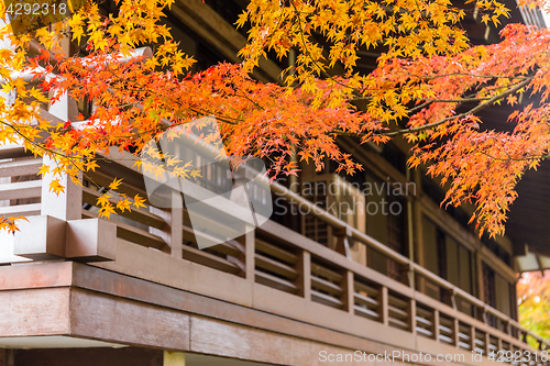 Image of Wooden architecture with maple tree