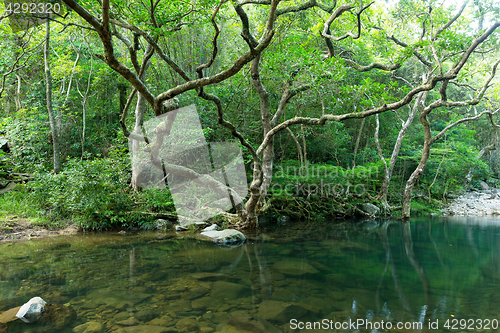 Image of Forest and lake