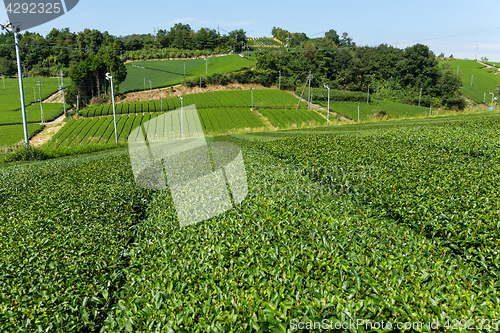 Image of Fresh tea field