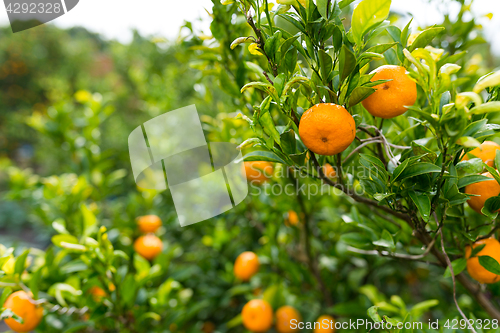 Image of Persimmon tree