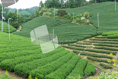 Image of Green tea farm