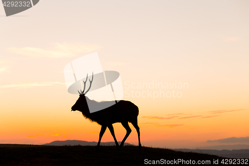 Image of Deer buck in mountain at sunset