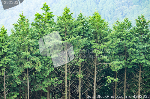 Image of Green tree forest 