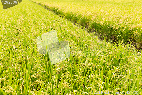 Image of Rice field