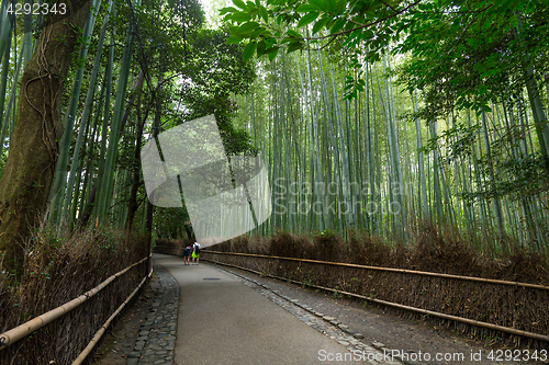 Image of Bamboo forest in Kyoto