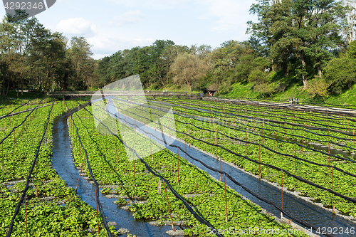 Image of Wasabi farm