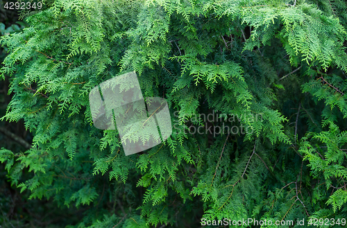 Image of Green plant