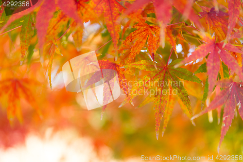 Image of Red maple tree